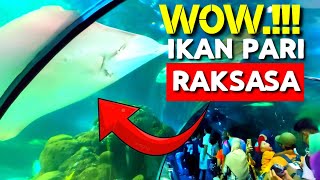 DISINI ADA IKAN PARI RAKSASA‼️ [upl. by Seaman]