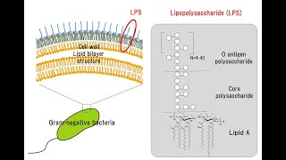 5 Lysozyme Lipopolysaccharide and Teichoic Acid [upl. by Ursa932]