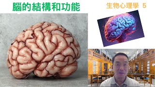 生物心理學05 腦的結構和功能 brain cerebellum brainstem [upl. by Elohcan]