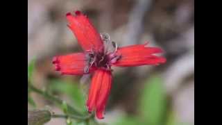 Plant portrait  Fire pink Silene virginica [upl. by Nivrae]