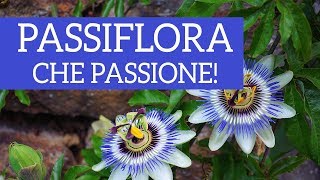 Passiflora che passione Dal fiore al frutto come prendersi cura di lei [upl. by Layne]