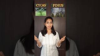 Cycas and Pinus Difference shorts neet biology [upl. by Hanahs562]