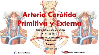 Anatomía  Compartimiento Carotídeo y Arterias Carótida Común y Externa [upl. by Benisch]