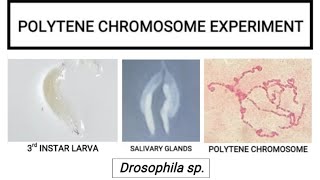 Polytene chromosome experiment [upl. by Axe]