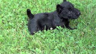 Scottish Terrier Puppies at Four Weeks  and Pepper [upl. by Enitsugua]