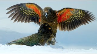 Kea Parrots Play With Snowballs amp Discover One To Be Particularly Intriguing [upl. by Ahsekam530]