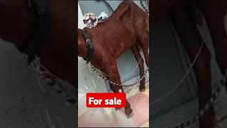 Gujri bakri for sale in Hyderabad ph9347867568 recommended shorts video suggested bakra [upl. by Zerimar]