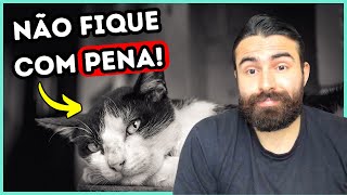 NÃO TENHA DÓ de fazer ISSO com seu gato [upl. by Consuelo]