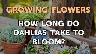 How Long Do Dahlias Take to Bloom [upl. by Kaasi]