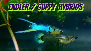 Raising Multi Strains of Endlers amp Guppy in A Community Tank  Dumbo Pandas Tigers Japanese Blues [upl. by Fabiano]