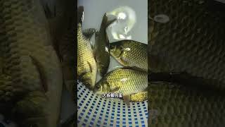 Big crucian carp fishing skills and fishing bait [upl. by Haskel754]