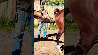 First time meeting horsepower meeting horse [upl. by Singhal]