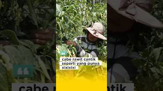 Cabe rawit ini viral caberawit [upl. by Paradies996]