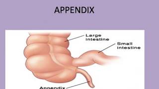 APPENDIX STRUCTURE ANATOMY AND PHYSIOLOGY [upl. by Gay282]