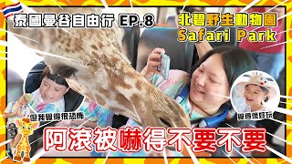 【北碧府】帶你看看動物遊園車的搖滾區多刺激｜北碧府野生動物園 Safari Park｜泰國自由行ep8｜陳儒爸與藍莓媽 北碧府 長頸鹿 北碧野生動物園 [upl. by Schlosser946]