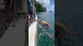 Dog Swims Back to the Boat Climbs the Ladder Pauses for a Rinse and Steps Onto the Deck [upl. by Leibman601]