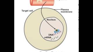 Mechanism of Action of Lipid Soluble Messengers [upl. by Marcus244]