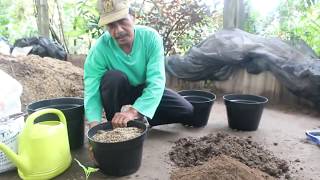 Praktek Lengkap  Cara SUKSES menanam Cabe di Pot  Polybag [upl. by Kory]