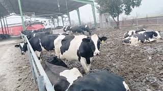 Dairy Farm Hygiene DisinfectantCows [upl. by Danni]