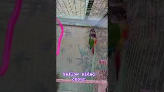 Yellow sided cnour talkingparrotscareandroutine birds parrot [upl. by Ebehp230]