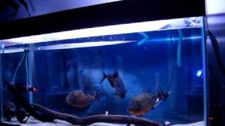 Feeding my 3 beautifull 12 Inch Red Belly Piranhas Pygocentrus Natteri [upl. by Libbie651]