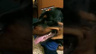 Her sharp eyes will shut you down Juno❤️😘🤸😏🐕 shortvideo short rottweiler k9 animals pets [upl. by Lanoil]