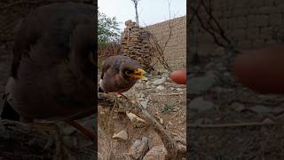 common bird detail viralchannel viralshort birds birdslover mashallah millionviews foryou [upl. by Acimehs]