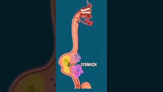 Digestive System anatomy and physiology viral medical shorts ytshorts digestivesystem shot [upl. by Aiselad]