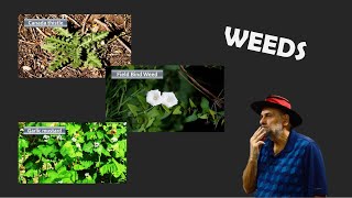 What to Do About Weeds in the Garden  Thistle Bindweed Garlic Mustard [upl. by Sherilyn]