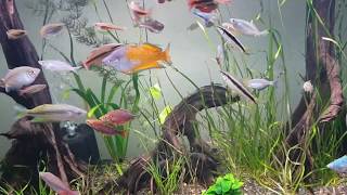 HD 800L Rainbowfish Display Tank [upl. by Enyawd512]