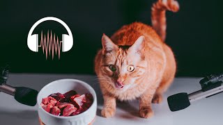 MUKBANG  Tangy the Cat Enjoys RAW Meal ASMR [upl. by Ahsiema525]