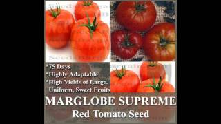 MARGLOBE SUPREME Tomato Seed  LARGE amp SWEET FRUITS SEEDS on wwwMySeedsCo [upl. by Ahsitan]