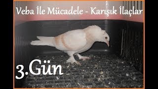 Güvercin Hastalıkları  Veba  Karışık İlaçlarla Mücadele 3 Video [upl. by Cummings136]