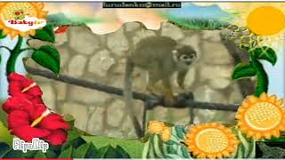 The amazing world baby tv squirrel monkey [upl. by Ylsel]