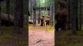 Meeting 3 Large Bears on a Path 🤯 [upl. by Llenreb]