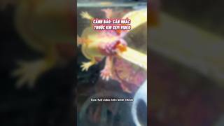 Lý do Axolotl ra đi😢 cácảnh pets aquarium axolotl [upl. by Alikam745]