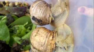 Helix Pomatia Roman Snails The Fairy Tale Snail [upl. by Yllen]