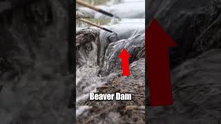 Are beavers a problem 😮😱  foxriverbushcraft2345 [upl. by Cruz]