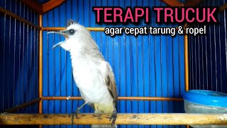 SUARA trucukan gacor TARUNG ROPEL PANJANG pancingan trucukan agar bunyi JADIKAN trucuk gacor EMOSI [upl. by Eatnoed428]