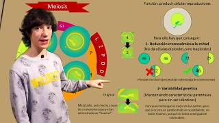 Meiosis Paso a Paso [upl. by Enirehtahc]