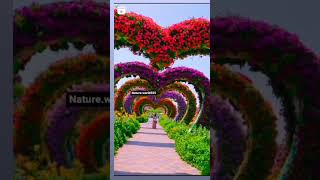 Natural Nature videosnature natural shortvideo viralvideo viralshorts super [upl. by Halliday]