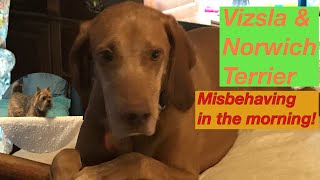 Vizsla amp Norwich Terrier Misbehaving in the Morning [upl. by Yerffeg]