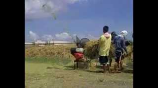 PALAY THRESHER MULTICROP THRESHING MACHINE [upl. by Jorey832]