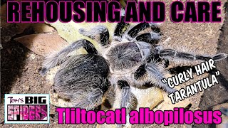 T albopilosus quotCurly Hair Tarantulaquot Rehousing and Care [upl. by Reitman255]