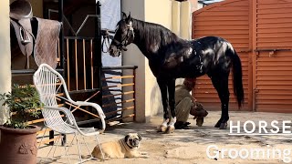 Horse ASMR  How To Groom A Horse  Horse Bathing  Horse Asmr Grooming [upl. by Sgninnej]