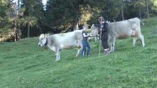 Volunteer abroad on mountain pastures in Tirol  Farming in the Alps [upl. by Hasan]