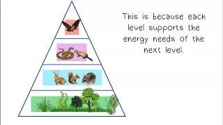 Ecological Pyramids [upl. by Mccallion]