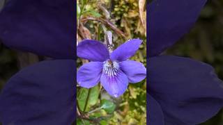 Not all violets OPEN UP TO POLLINATORS some are CLEISTOGAMOS pollination [upl. by Godfree]