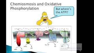 BTN223 Oxidative phosphorylation and ATPase [upl. by Eiuqcaj265]