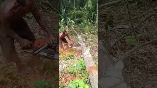 This is what a mangosteen tree looks like if it is cut with a chainsaw [upl. by Annoyt]